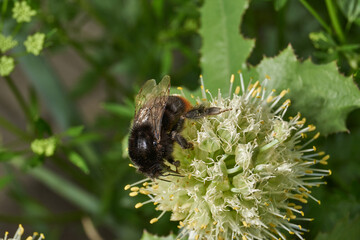 Bumblebee collects pollen and nectar from the inflorescences of perennial onions. Summer.