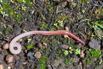 Useful Earthworm in the Nature 