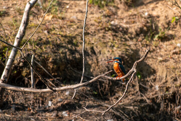 Eisvogel - Kingfisher