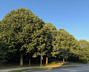 Große Silberlinden am Straßenrand