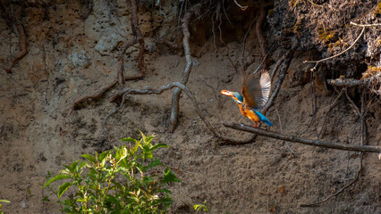 Eisvogel - Kingfisher