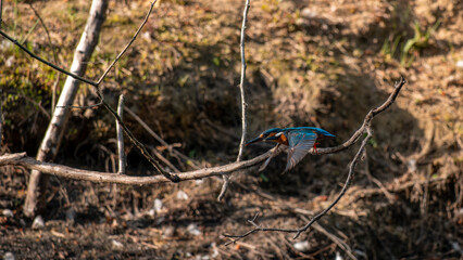Eisvogel - Kingfisher