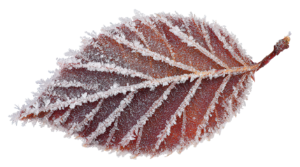 Close up of a single reddish leaf covered in frost against a solid color isolated setting image on transparent background