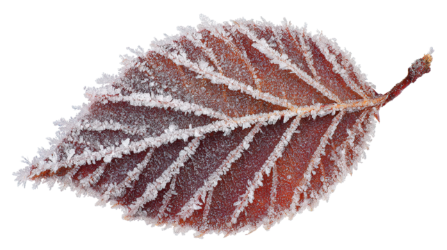 Close up of a single reddish leaf covered in frost against a solid color isolated setting image on transparent background
