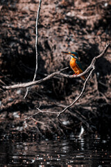 Eisvogel - Kingfisher