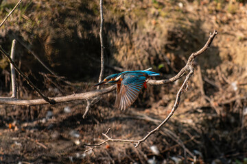 Eisvogel - Kingfisher