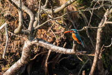 Eisvogel - Kingfisher