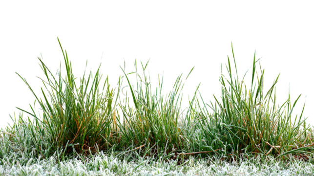 Close up view of green grass with frost on the tips against a dark solid color, isolated image on transparent background