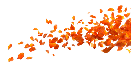 Scattered orange petals floating in the air against a plain backdrop creating a dynamic composition on transparent background