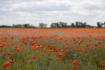 Field of Red Poppies and Blue Cornflowers