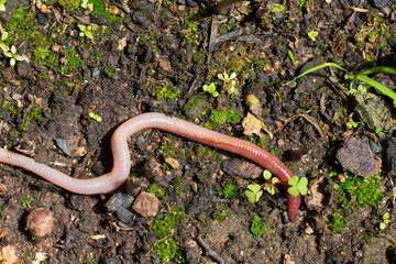 Useful Earthworm in the Nature 