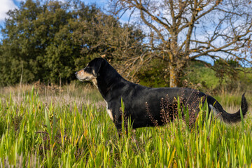 Hunting dog standing in tall grass observing prey