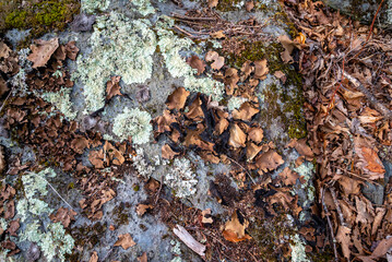 Obraz premium Lichen and moss on rocks, Appalachian mountain forest, North Carolina