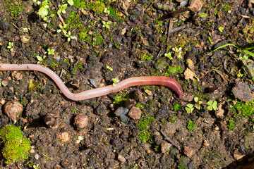 Useful Earthworm in the Nature 