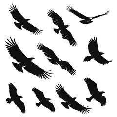 Set of Flying Eagle Silhouettes on a White Background