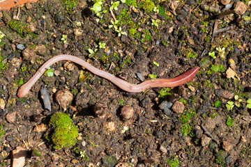 Useful Earthworm in the Nature 