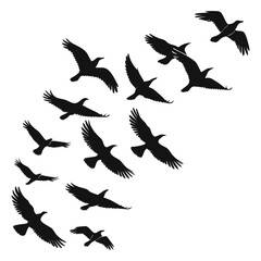 Obraz premium Silhouette of a Flock of Birds Flying in Formation on White Background