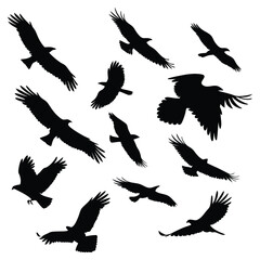 Collection of Eagle Silhouettes in Flight Against a White Background