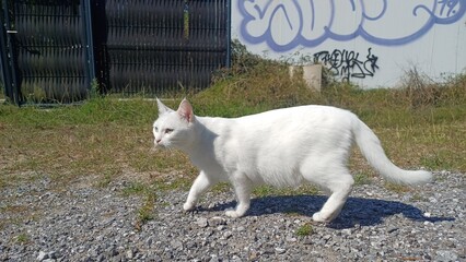 Schneewei&szlig;e Katze &ndash; Eleganz mit Samtpfoten