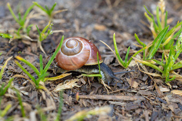 A snail from a home garden.