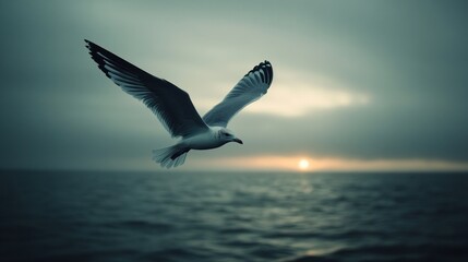 Soaring Seagull at Sunset over Ocean