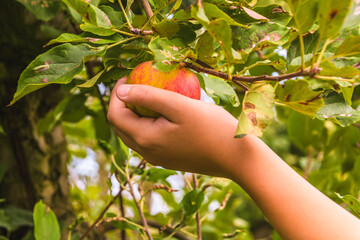 Hand picking a ripe fresh apple