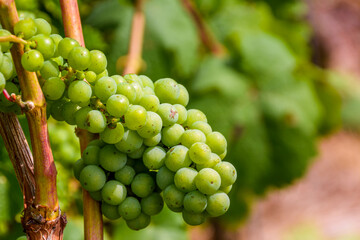 bunch of grapes in a vineyard, selected focus point