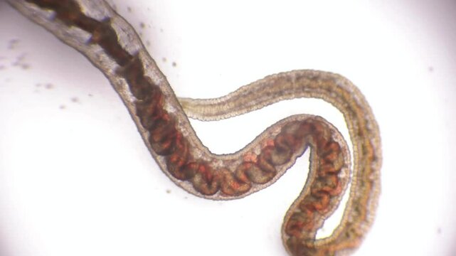 Microscopic View of Two Nematode Worms in Close Proximity