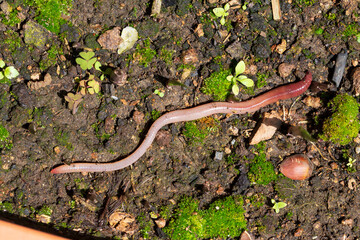 Useful Earthworm in the Nature 
