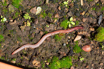 Useful Earthworm in the Nature 