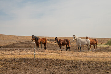 Horses Standing in a Field on a Farm