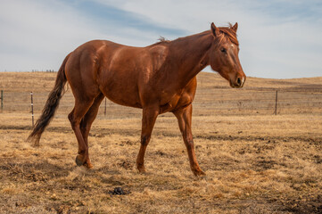 Fototapeta premium Chestnut Horse in Dry Pasture
