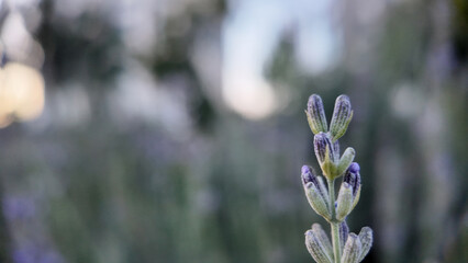 Lavender Field Beauty &mdash; Lavanta Tarlası G&uuml;zelliği