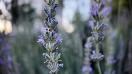 Lavender Field Beauty — Lavanta Tarlası Güzelliği