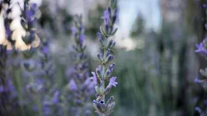 Lavender Field Beauty &mdash; Lavanta Tarlası G&uuml;zelliği