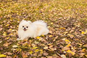 A small adorable Pomeranian dog lies on autumn leaves in the park and looks at the camera