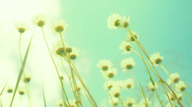 Dreamy, soft focus shot of wild daisies swaying gently in the breeze. The vibrant flowers and a beautiful, blurred background create a serene, vintage, and nostalgic feel.