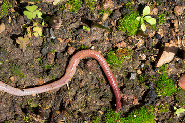 Useful Earthworm in the Nature 