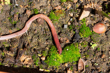 Useful Earthworm in the Nature 