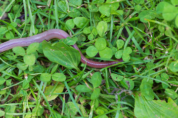 Useful Earthworm in the Nature 