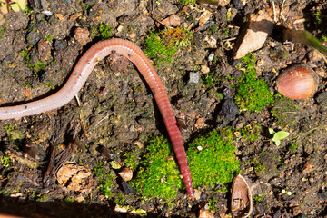 Useful Earthworm in the Nature 
