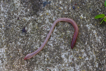 Useful Earthworm in the Nature 