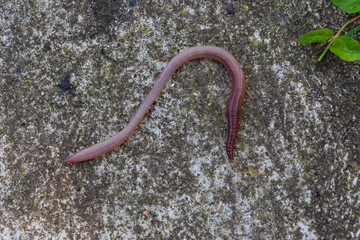 Useful Earthworm in the Nature 
