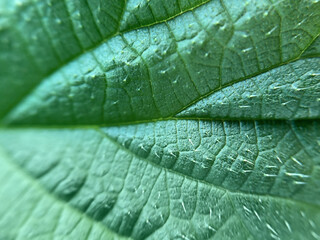 Detailed Close-up of a Green Leaf
