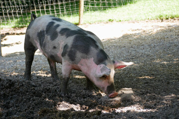 A farm pig digs its nose into a mud puddle