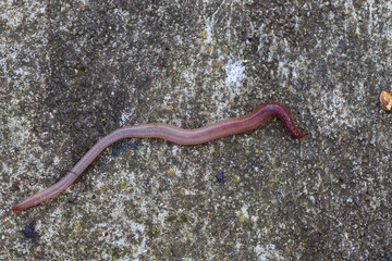 Useful Earthworm in the Nature 