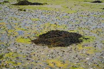 Würmer und Algen im Watt