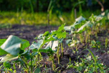 Young cucumber seedlings thrive in a well-tended garden bed, enjoying sunlight and fresh soil during a warm afternoon in summer