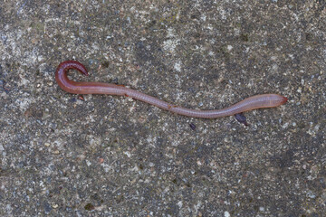 Useful Earthworm in the Nature 