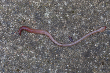 Useful Earthworm in the Nature 